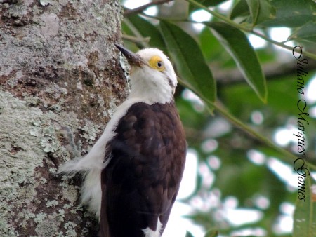 "Pica-pau-branco"