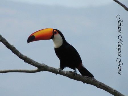 Tucano