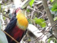 "Tucano de Bico Verde (Ramphastos dicolorus)"